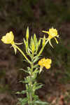 Common evening-primrose